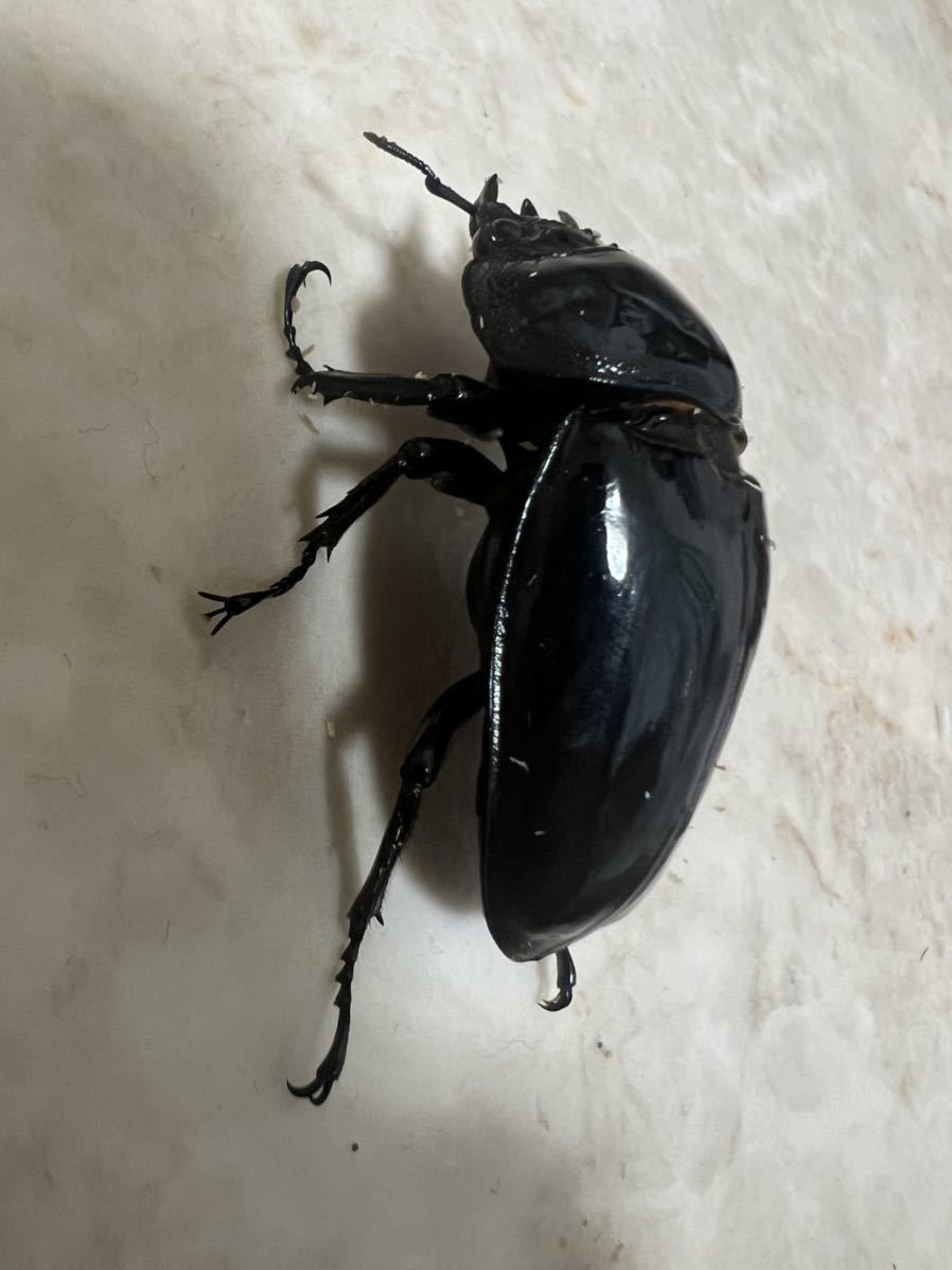 タランドゥス オオ ツヤ クワガタ
