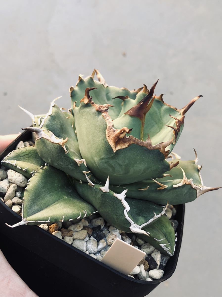 agave titanota fo 076 compacta G.G⁄アガベ チタノタ fo 076 アガベ