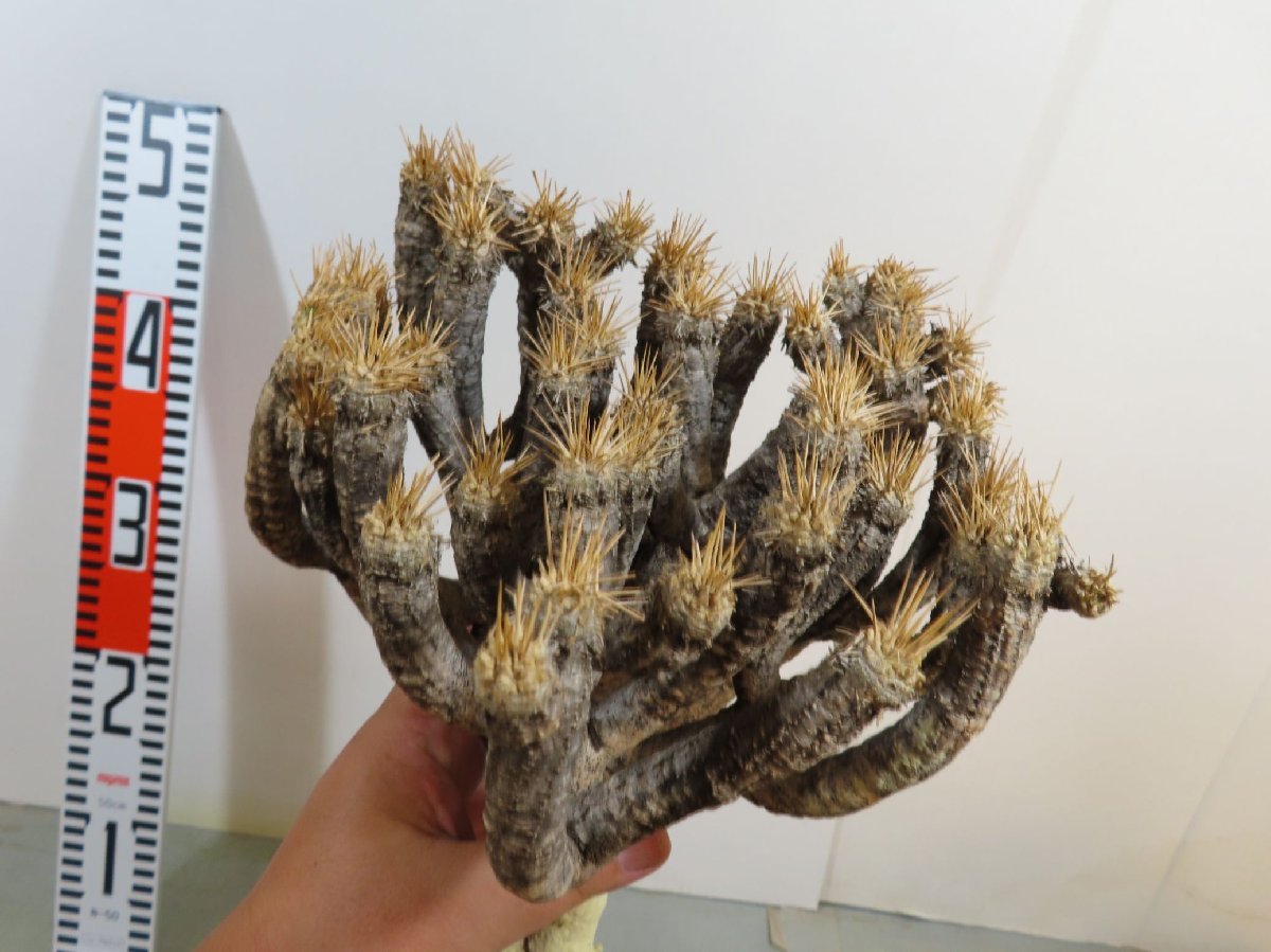  マ338 現地株 ユーフォルビア ギラウミニアナ 中 大 抜き苗 10/18最新到着 マダガスカル Euphorbia guillauminiana 多肉植物(観葉植物)｜売買されたオークション情報、yahooの商品情報をアーカイブ公開 その他