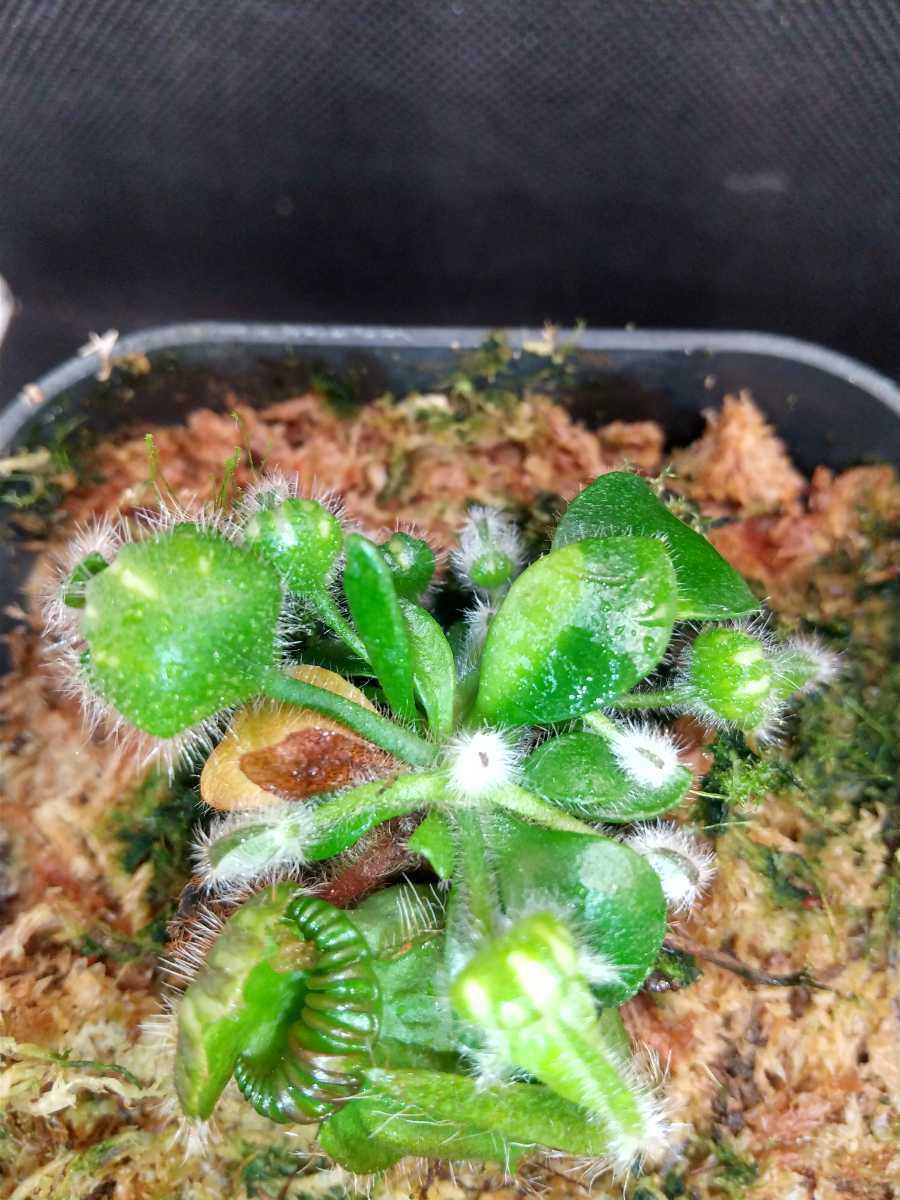 Cephalotus セファロタス follicularis Ebisu(恵比寿)セファロタス