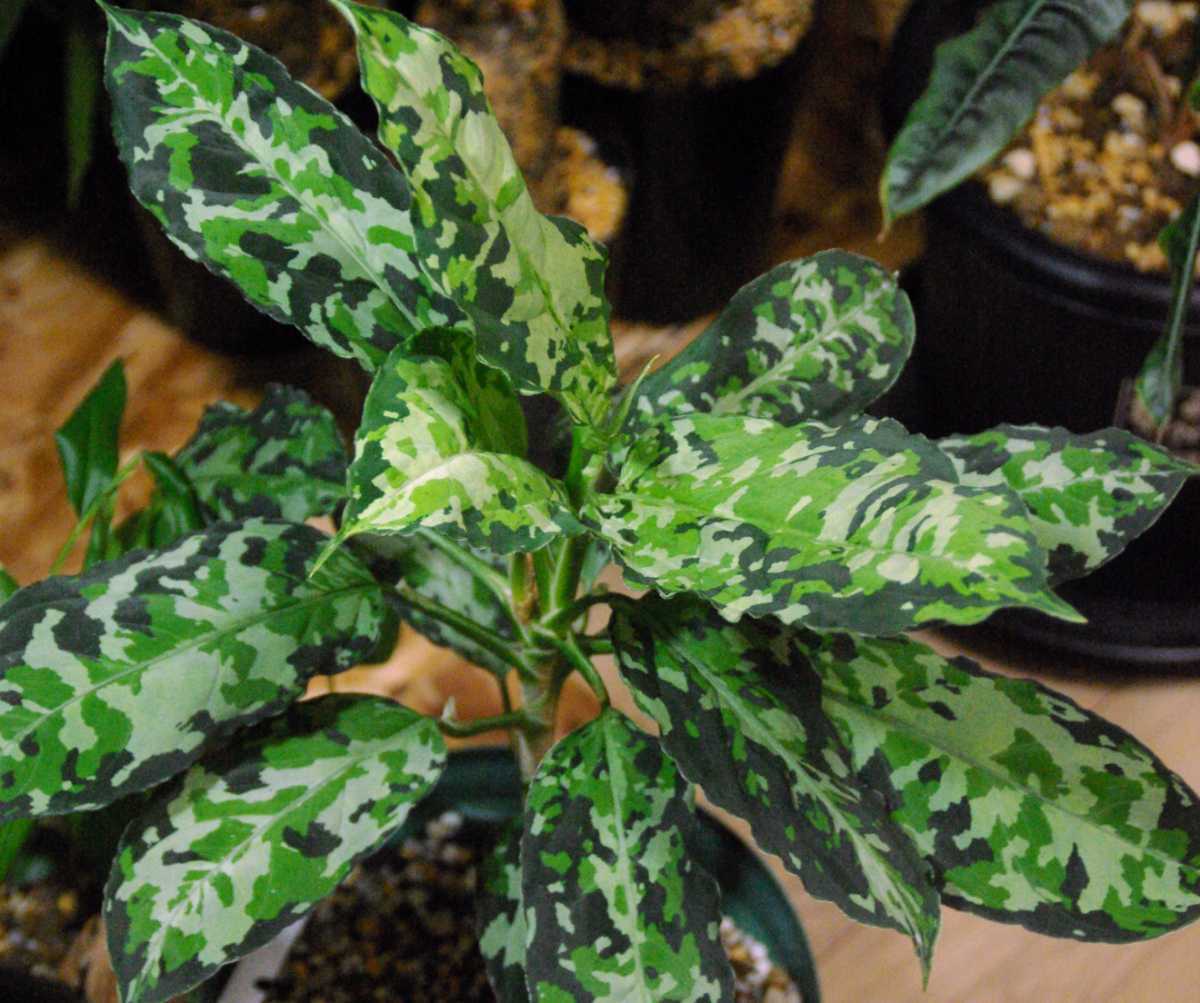 TB便ネームド Aglaonema pictum GW1908-9 アレグロ''Padang sidempuan