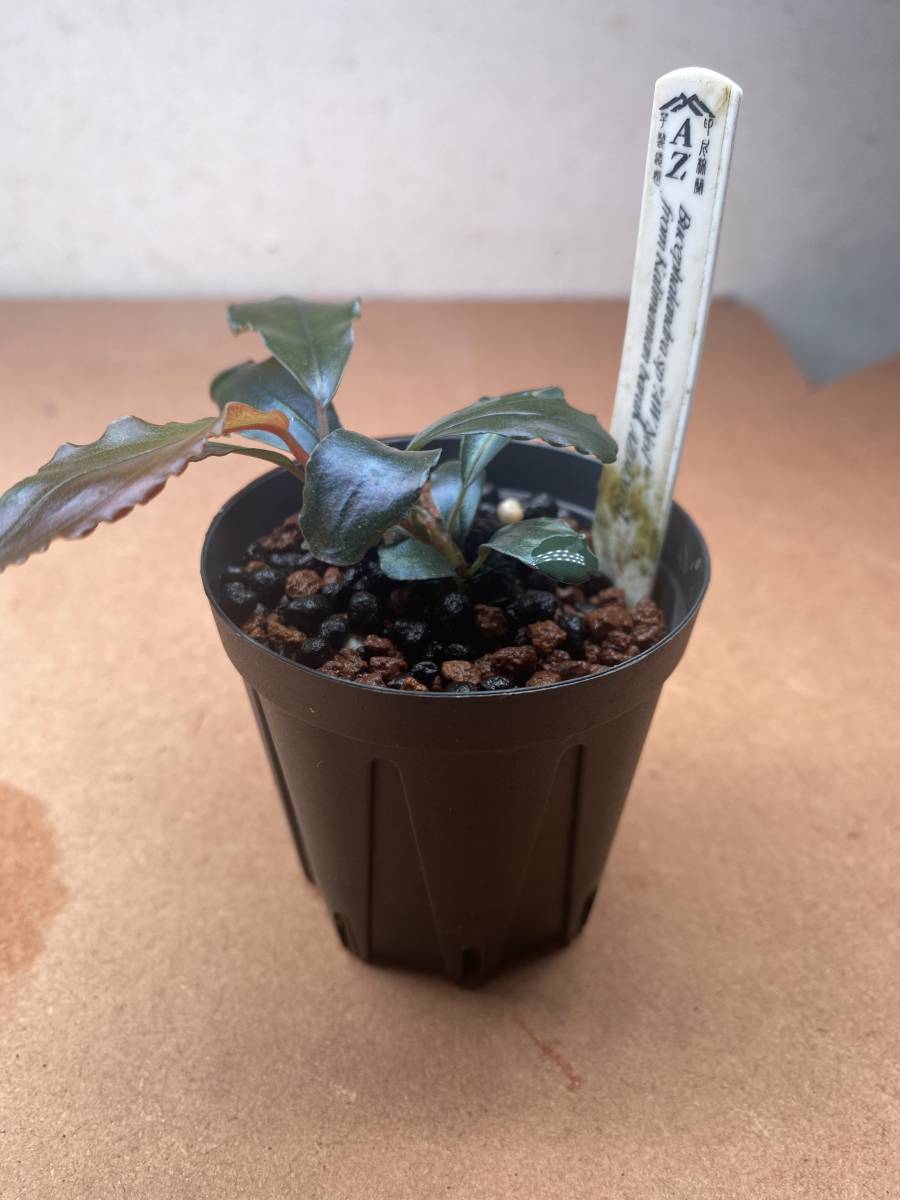 AZ便】Bucephalandra sp. AW No1 from Kalimantan barat 【AZ0420-5
