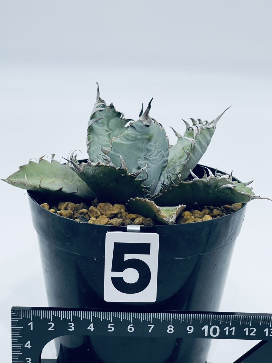 3. アガベ チタノタブルー Agave titanota blue 実生株 3. アガベ チタノタブルー Agave titanota blue 実生株