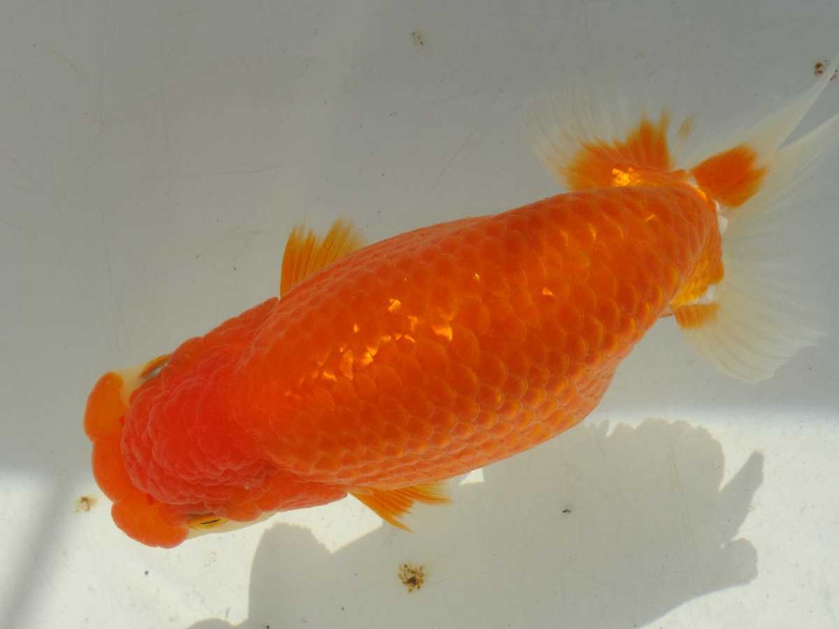 メス 当歳魚 大阪発！宇野系 宇野系らんちゅう ＊@＊ 更紗 らんちゅう 