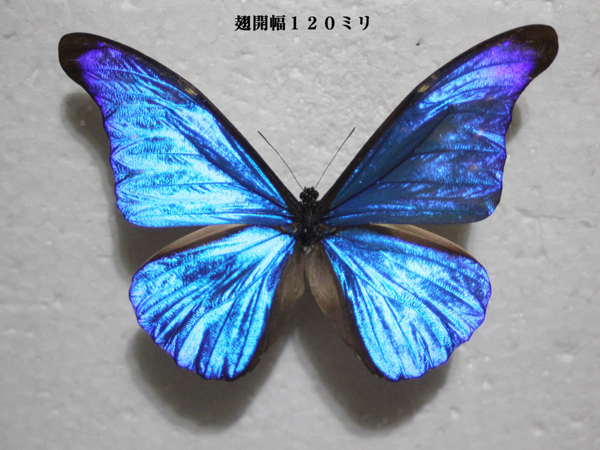 カキカモルフォ♂ 標本 青美麗 126mm白紋出現型・大型標本‼️ モルフォ