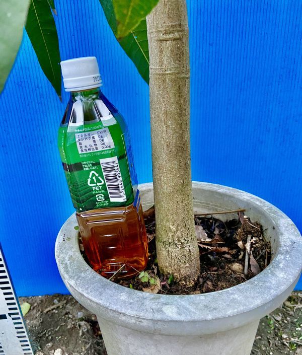 5 イエローマンゴー開花見込み苗 半耐寒【特選苗木】とろける完熟