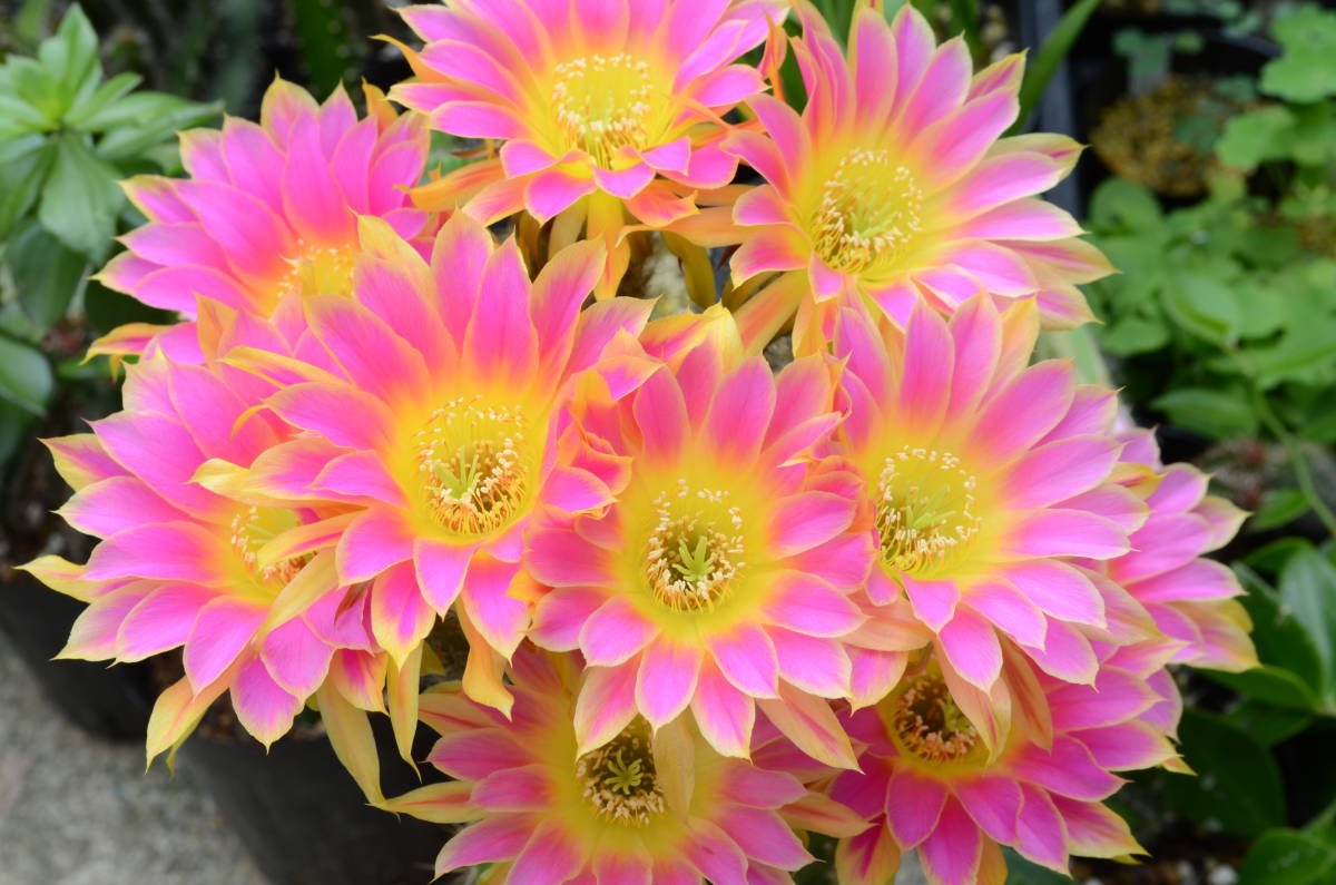Echinopsis 