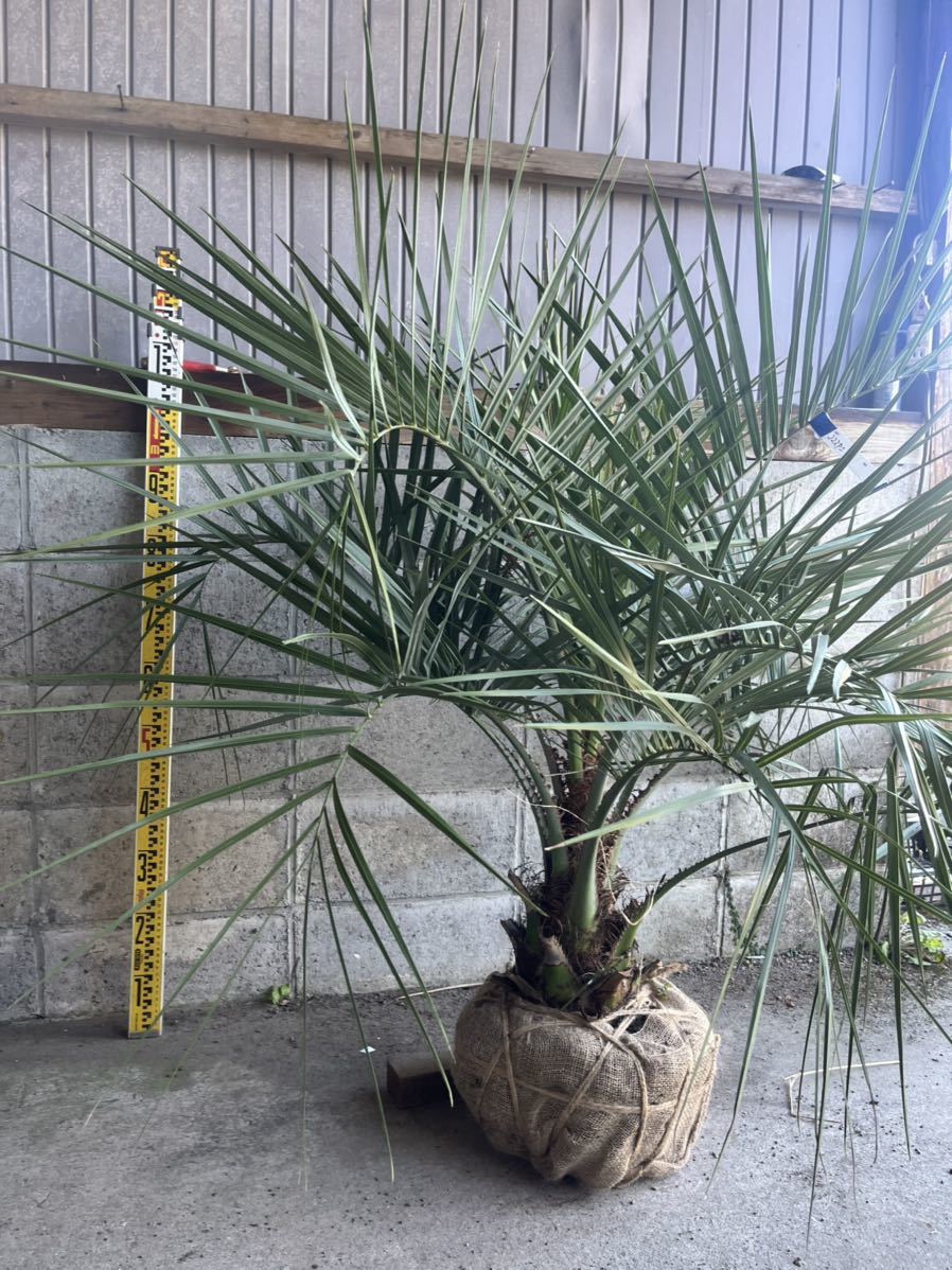 ココスヤシ56(植木、庭木)｜売買されたオークション情報、yahooの商品 