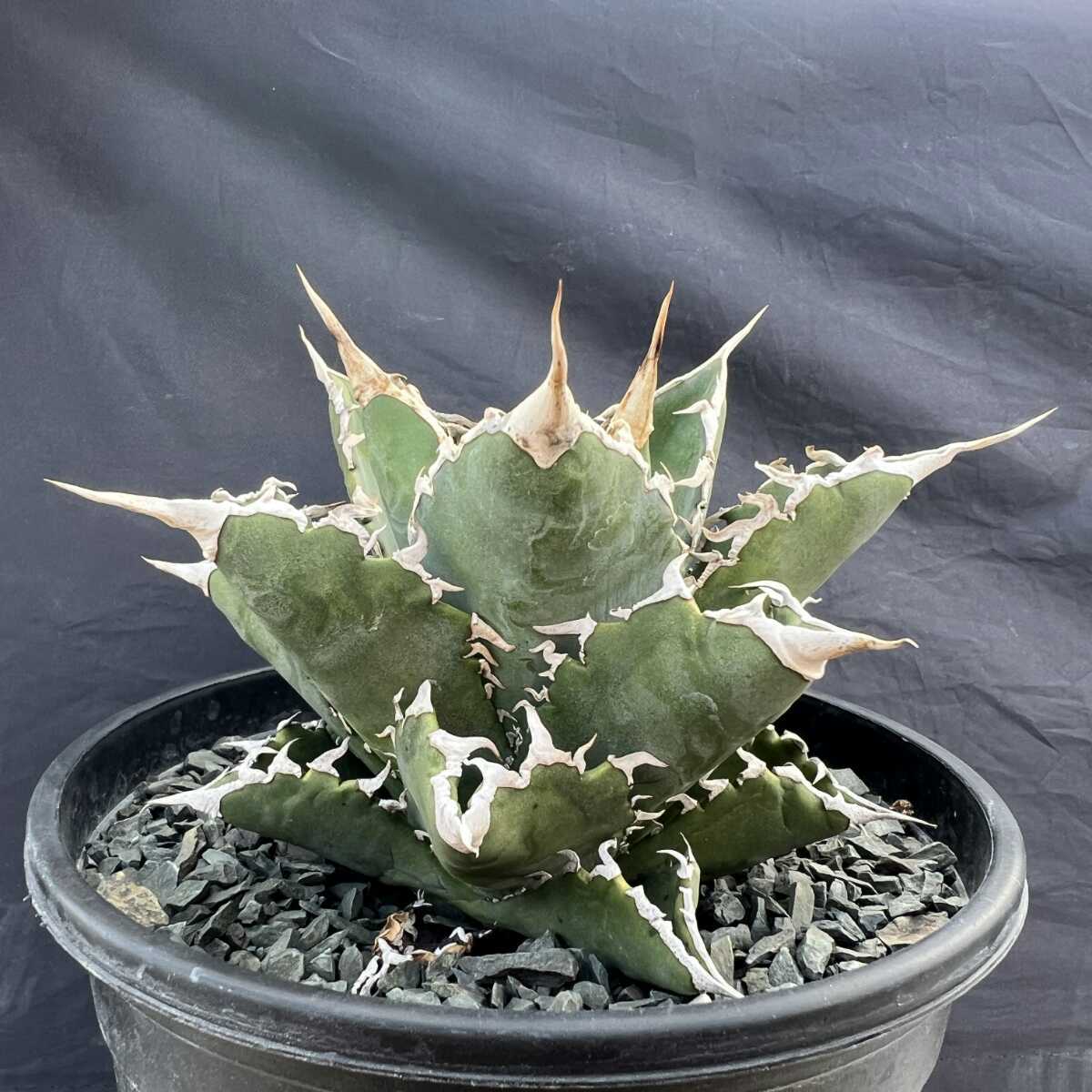 チタノタ アガベ プロトリーフ 強棘 | PROTOLEAF - 白鯨大株 丸い叶 
