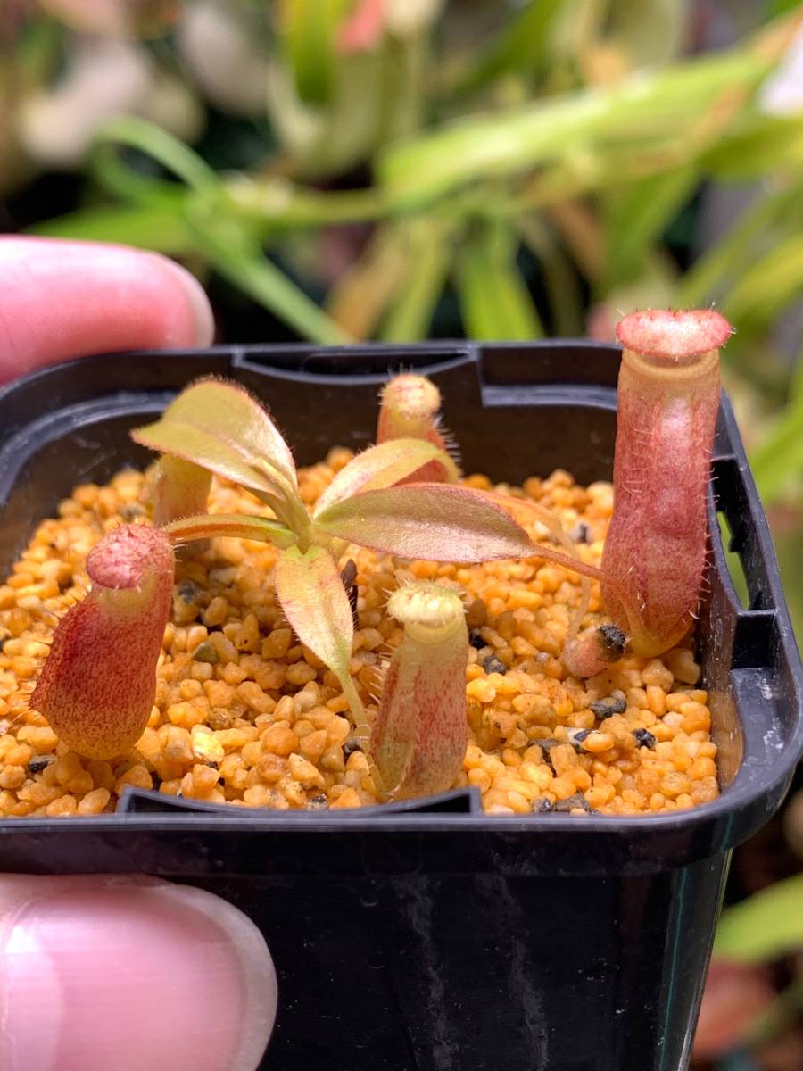 Nepenthes attenboroughii BCP ID# N1316-1320 (Mt. Victoria 1700m