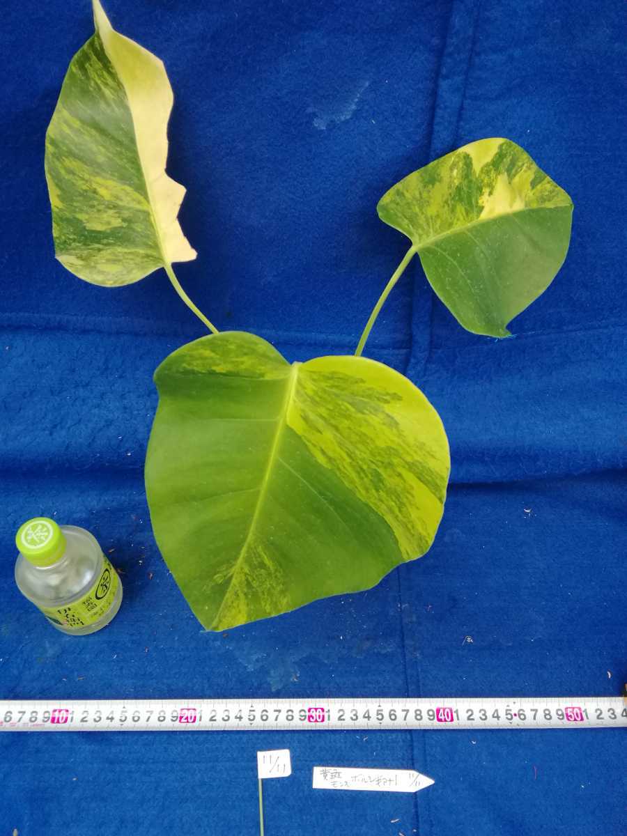 送料無料，安い NO.1111 斑入り 古典 黄斑入りモンステラ ボルシギアナ 観葉植物(モンステラ)｜売買されたオークション情報、yahooの商品情報をアーカイブ公開 - オークファン モンステラ