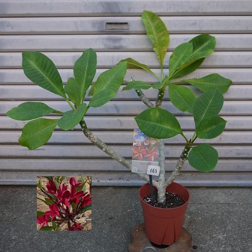 プルメリアの値段と価格推移は 2 350件の売買情報を集計したプルメリアの価格や価値の推移データを公開 プルメリアの値段と価格推移は 2 350件の売買情報を集計したプルメリアの価格や価値の推移データを公開