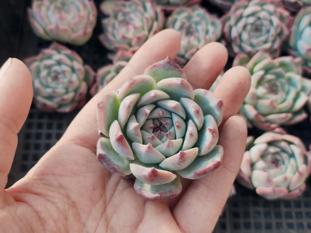 チワワエンシス | エケベリア 多肉植物 – 多肉植物のネット hyb.（抜き