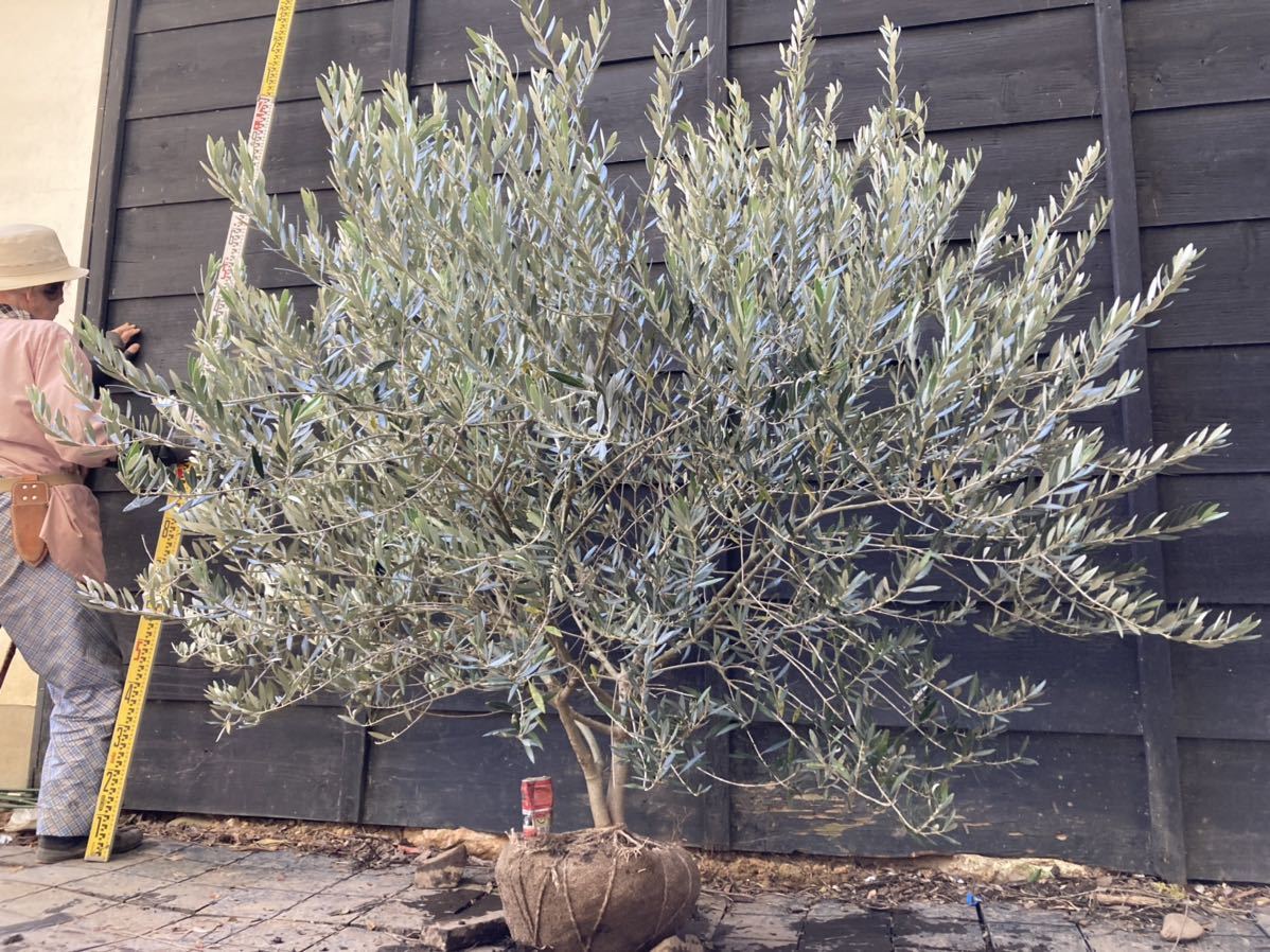 オリーブの木 カヨンヌ 希少 観葉植物 8号 オリーブ チョロ様 確認用