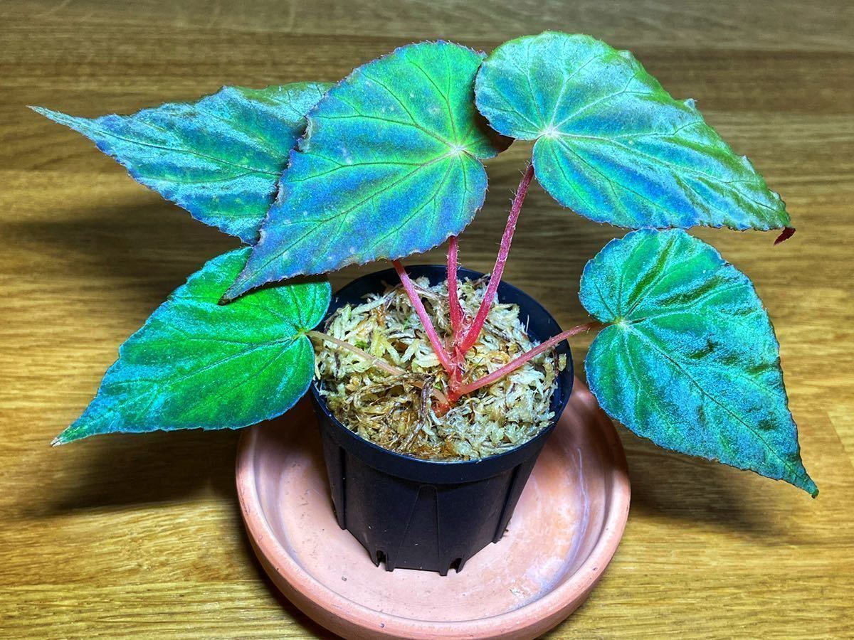 Begonia sp. Pavonia ベゴニア パボニナ パボニア 青色(観葉植物