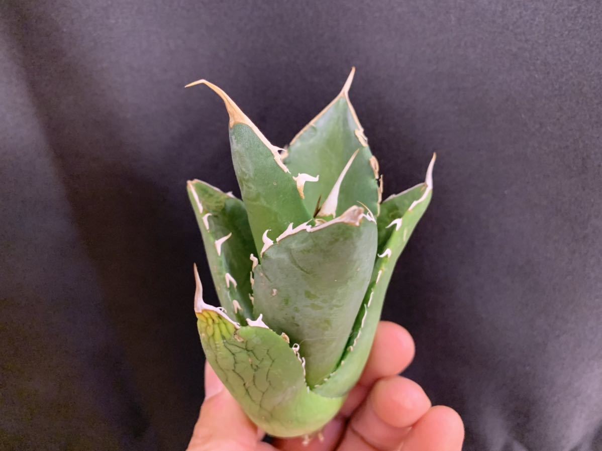 1 fo-076 チタノタ titanota アガベ agave ベアルート イラン産 検索