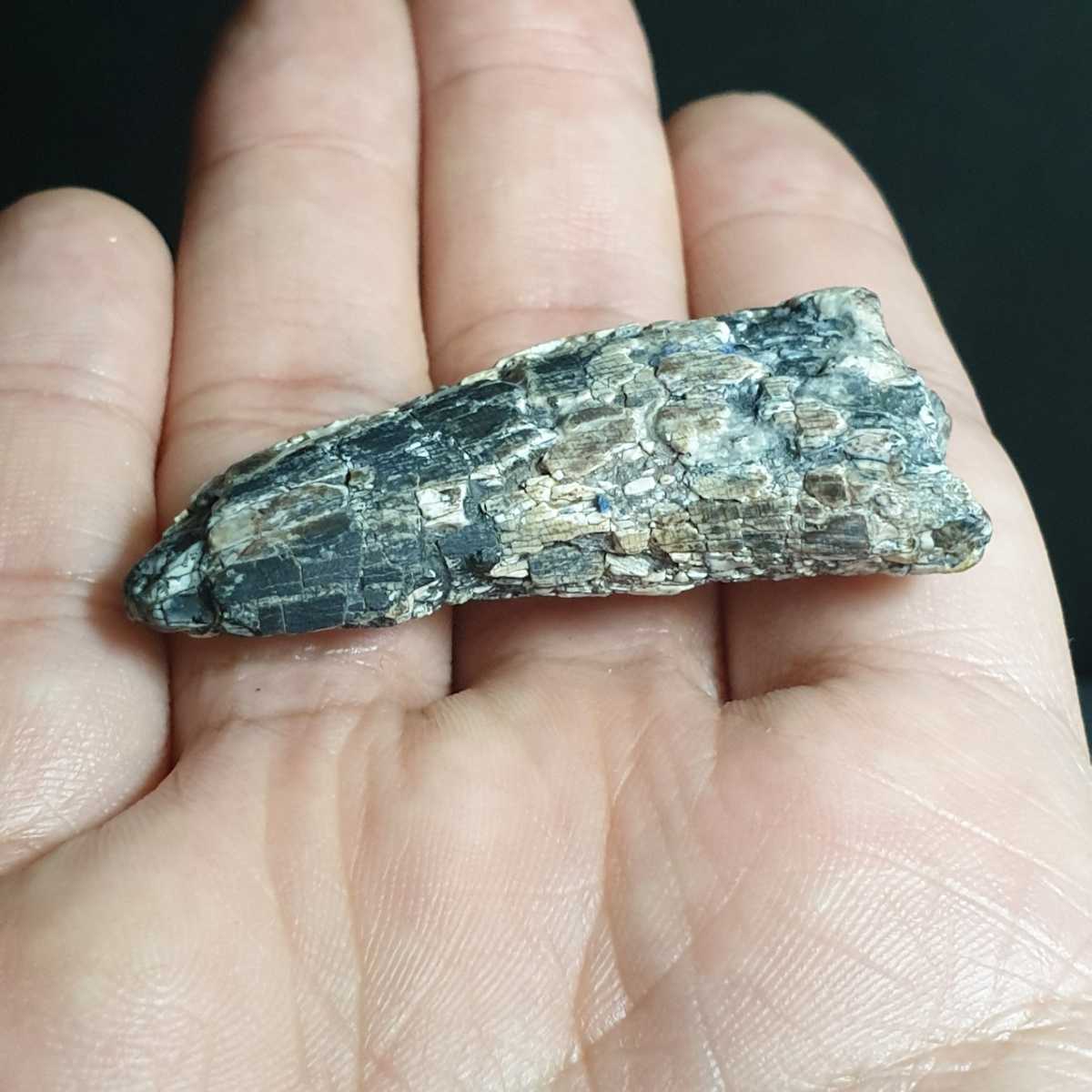 ニジェール産肉食恐竜アフロベナトル(Afrovenator) 歯化石 5cm 恐竜歯