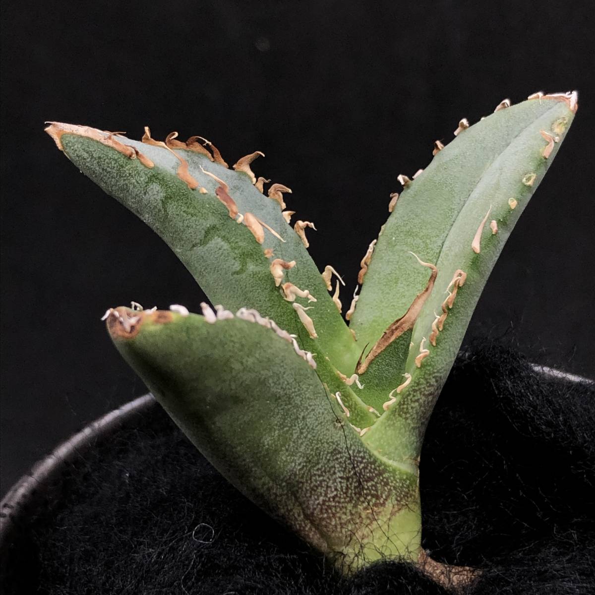 観葉植物 アガベ チタノタ ノーネーム 逆棘 蟹