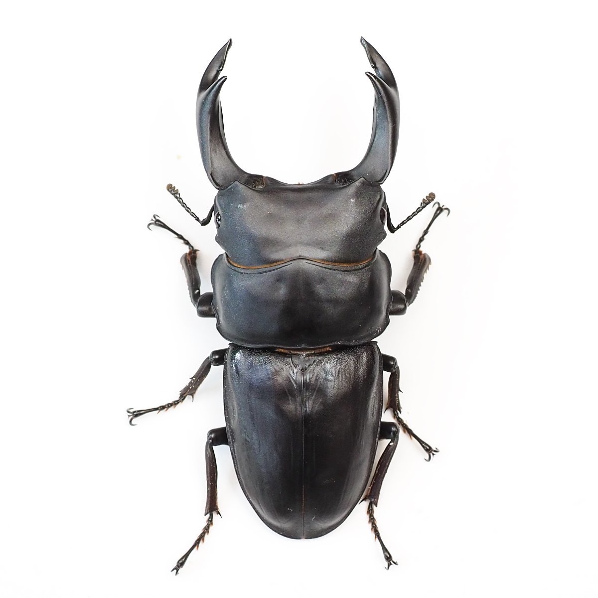 タランドゥスオオツヤクワガタ ホワイトペア(1回使用済)♂64.4mm♀49.6
