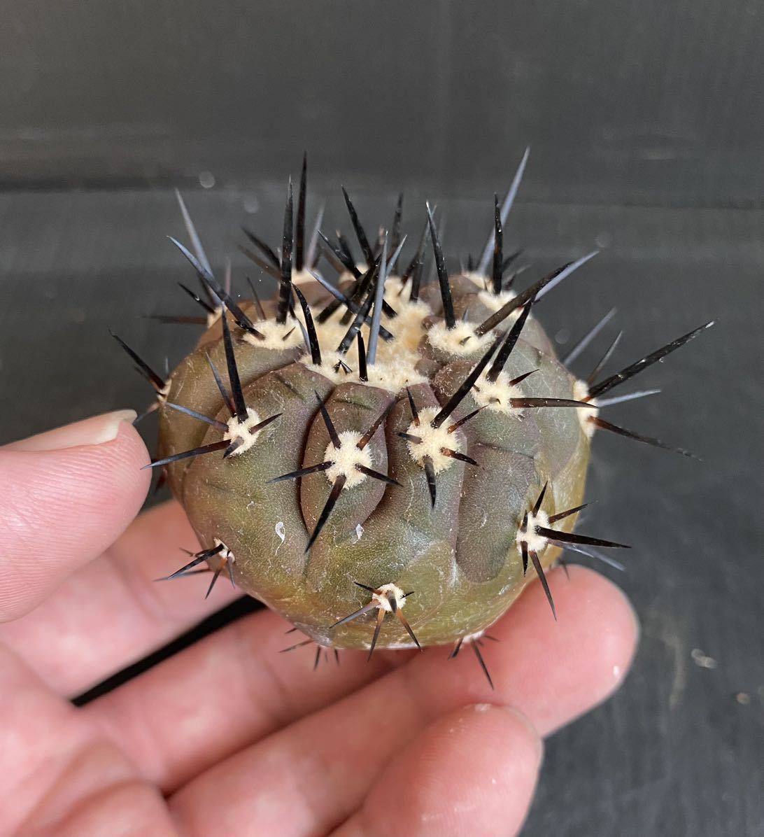 コピアポア シネレア 黒王丸 カキコ ③ サボテン 多肉植物 【公式通販】