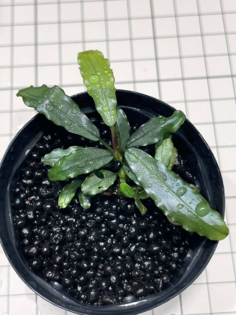 ブセファランドラ Bucephalandra sp Aurora Kn便② ブセファランドラ Bucephalandra sp Aurora Kn便②