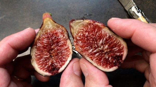 希少イチジク苗　Napolitaine　挿し木苗1116