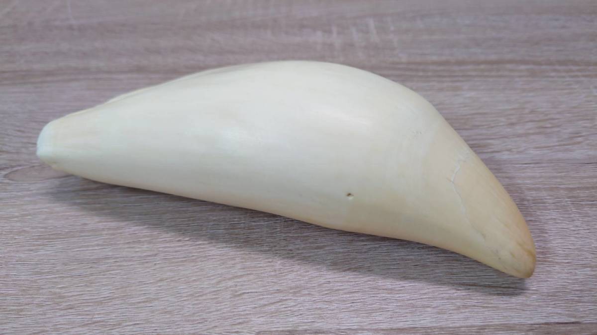 美品！【マッコウクジラの歯 381.0g】鯨 クジラ 歯 牙 印材 くじら(D-311)