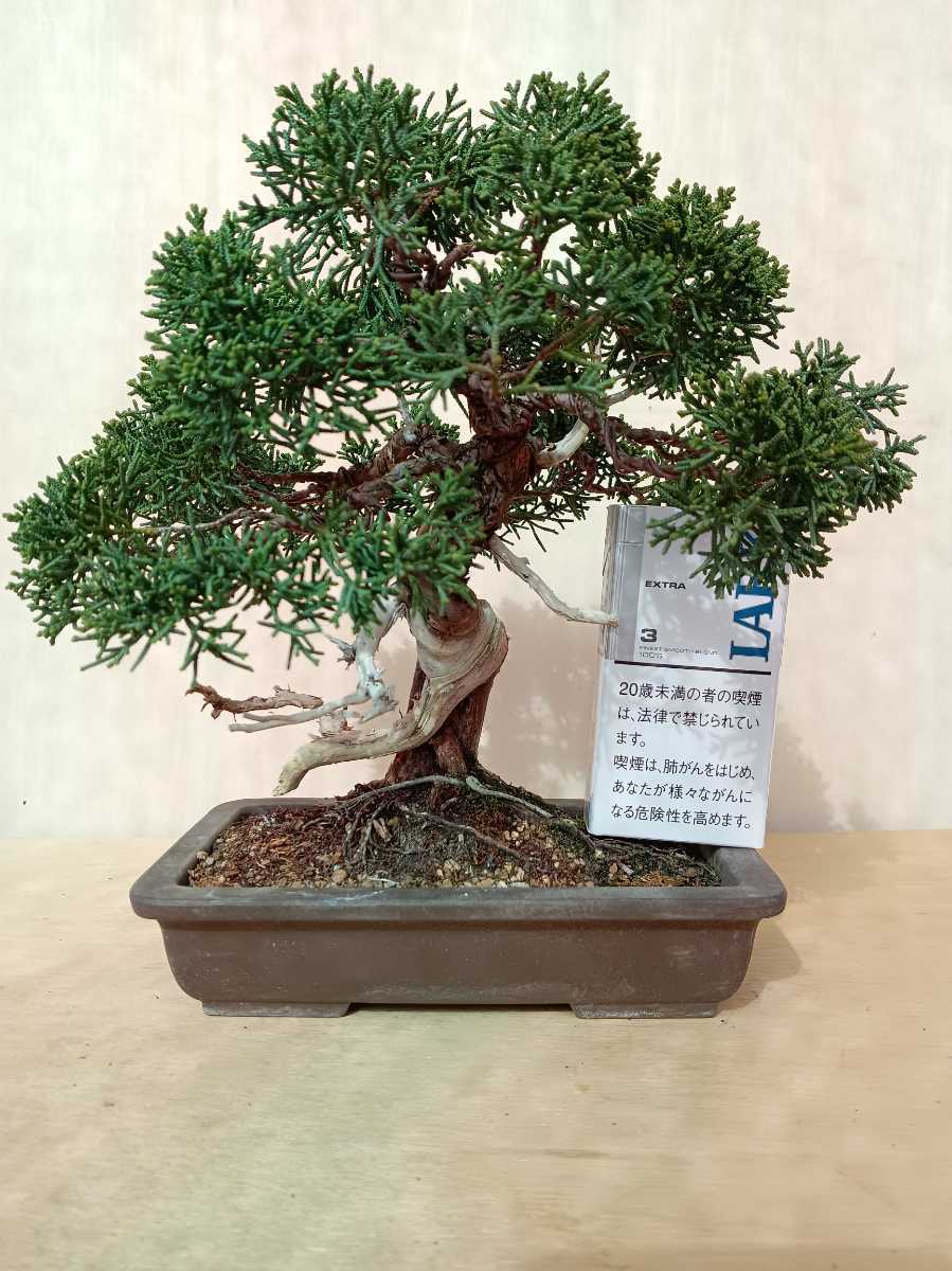 真柏　樹高21cm