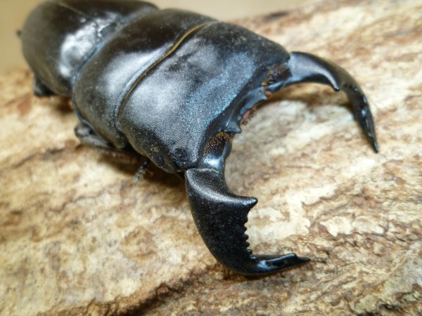 ヤエヤママルバネクワガタ(43㎜ CBF1)♀単品 石垣島 屋良部岳 ヤエヤマ