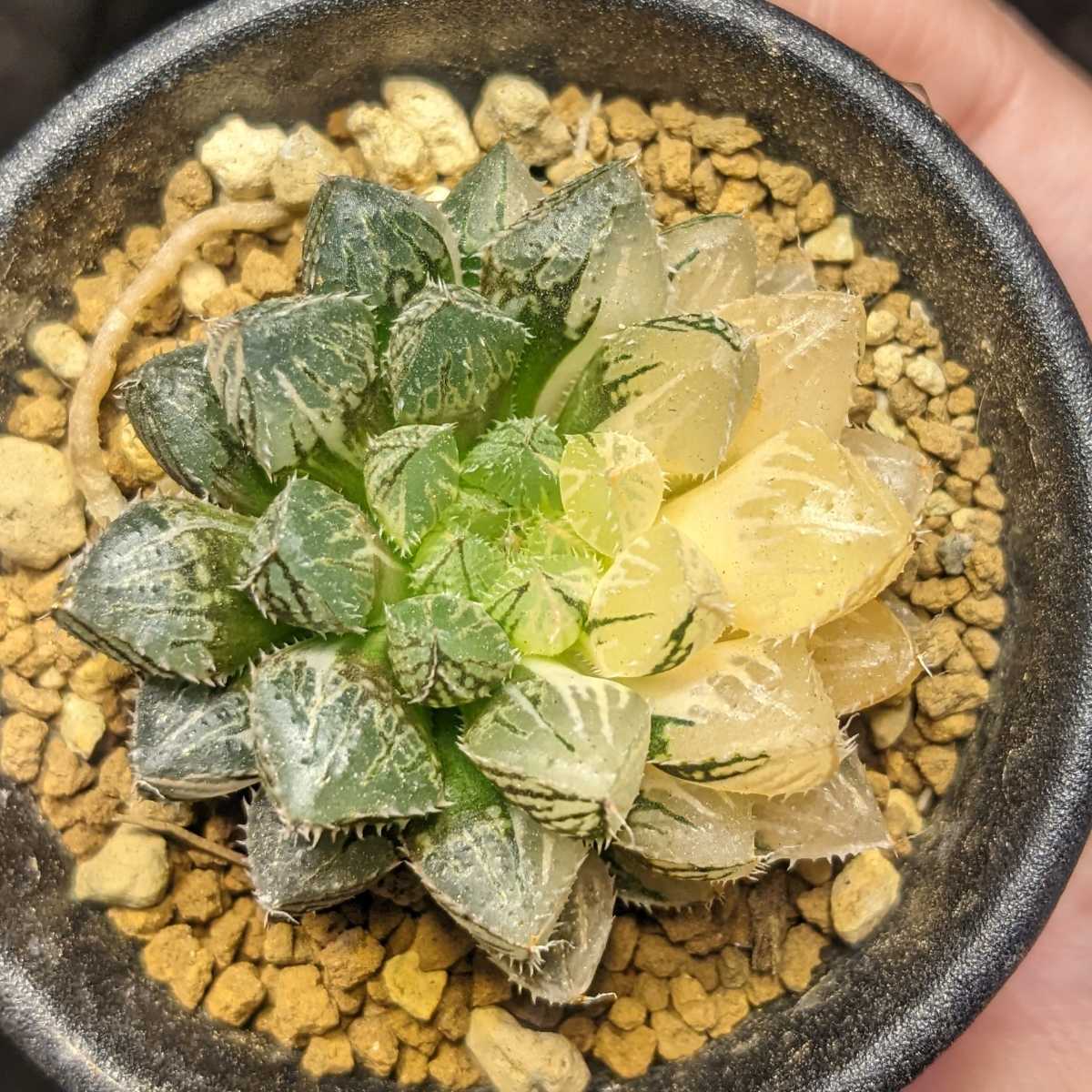 Yahoo!オークション - ハオルチア 桜蘭錦