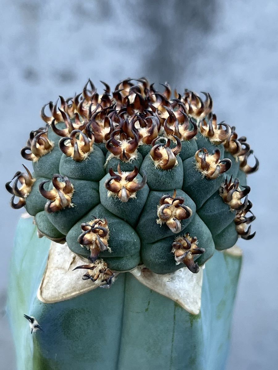 黒刺 短刺天平丸 接木