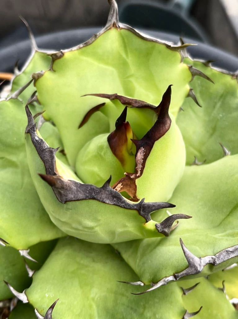 AGAVE TITANOTA オテロイ ワイドリーフ 子株 titanota チタノタ AGAVE