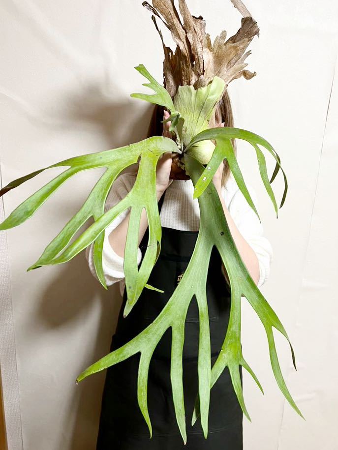 76 ▽特大ワイルドウィリンキー祭▽　P.willinckii 採れたてウィリンキー【PLANET】ビカクシダ　