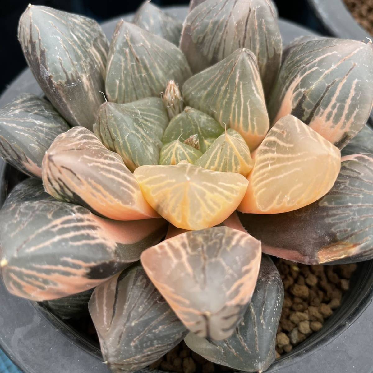 (≧∇≦)多肉植物 ハオルチア 巨大紫窓 紫水晶オブツーサ錦 大株