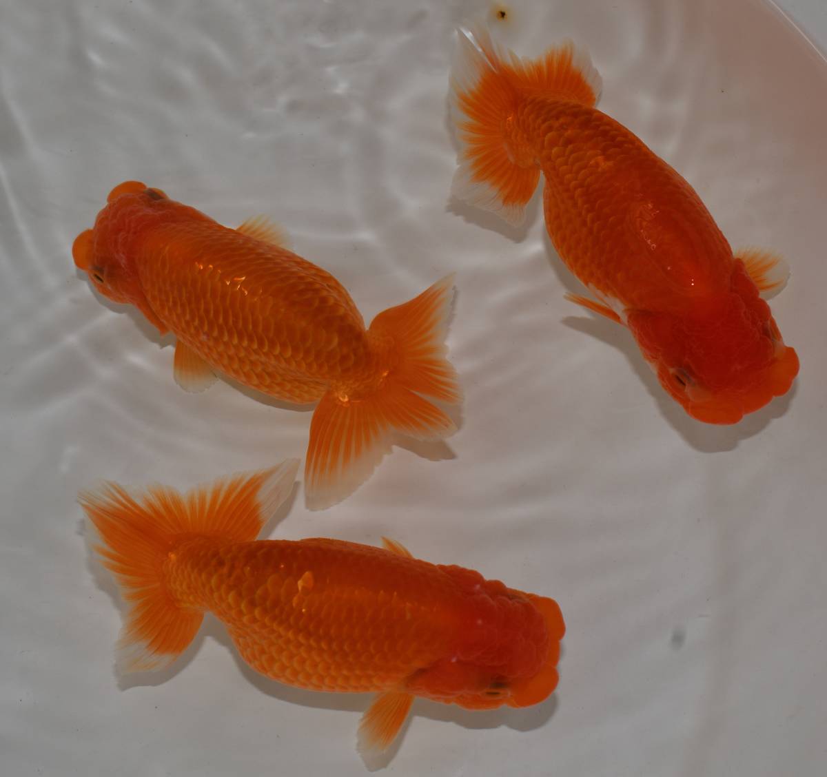 浜松産らんちゅう・らんちうの通信販売 10cm ⑤浜松らんちゅう 当歳魚 