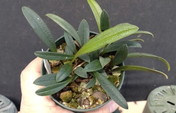 北軽ガーデン】＊熱帯植物＊Porroglossum moscosum (Yellow)＊洋ラン