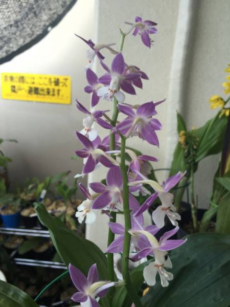 エビネ蘭　コウズ自然種銘花「島紫香」 Calathe kozu '島紫香'