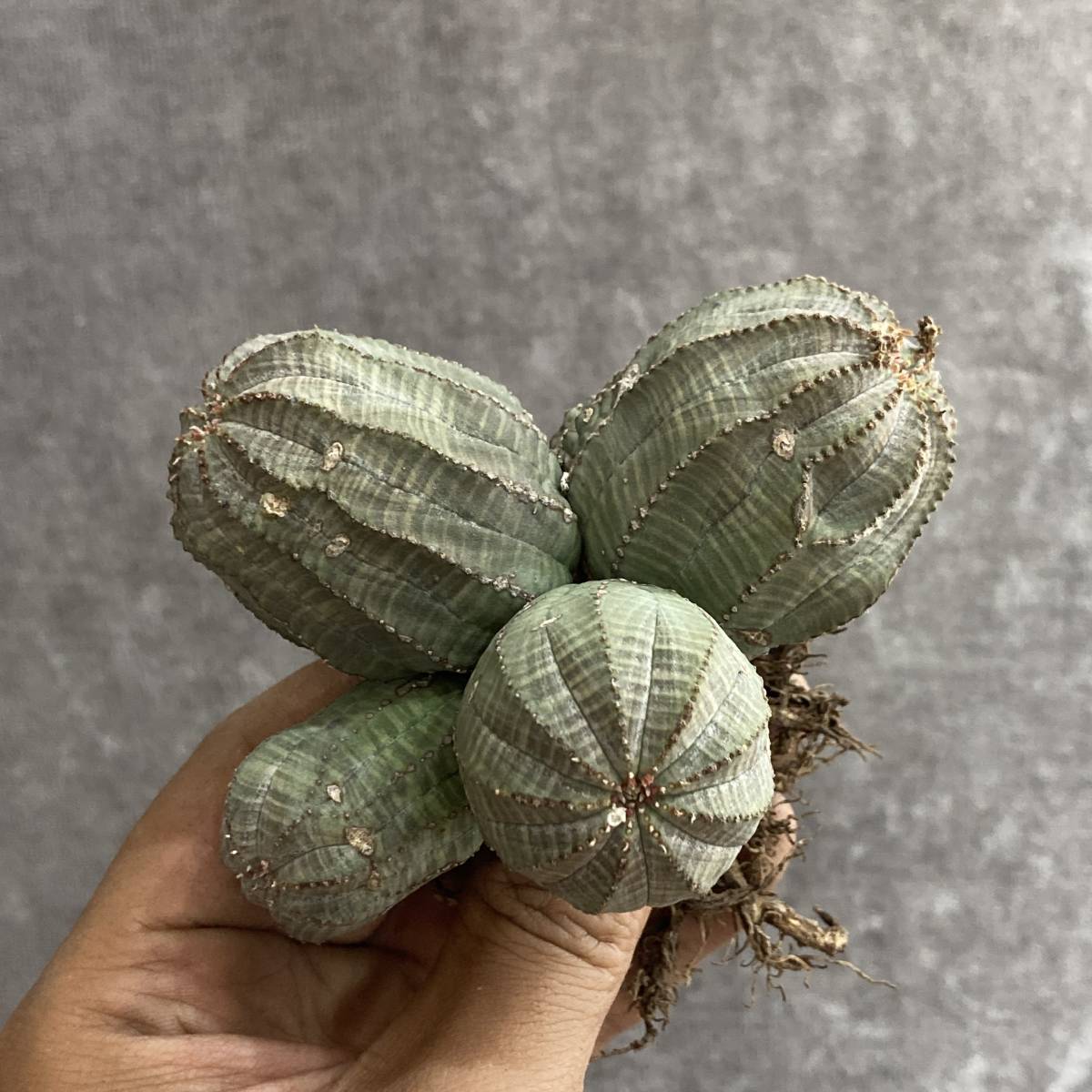 多肉植物 ハオルシア 裏般若錦極上斑 【定番人気，SALE】 【公式通販】