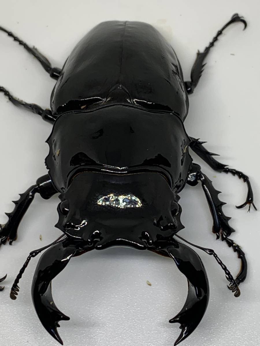 ハイラックス サーフ VZN185W フロント バンパー ウィンカー 付