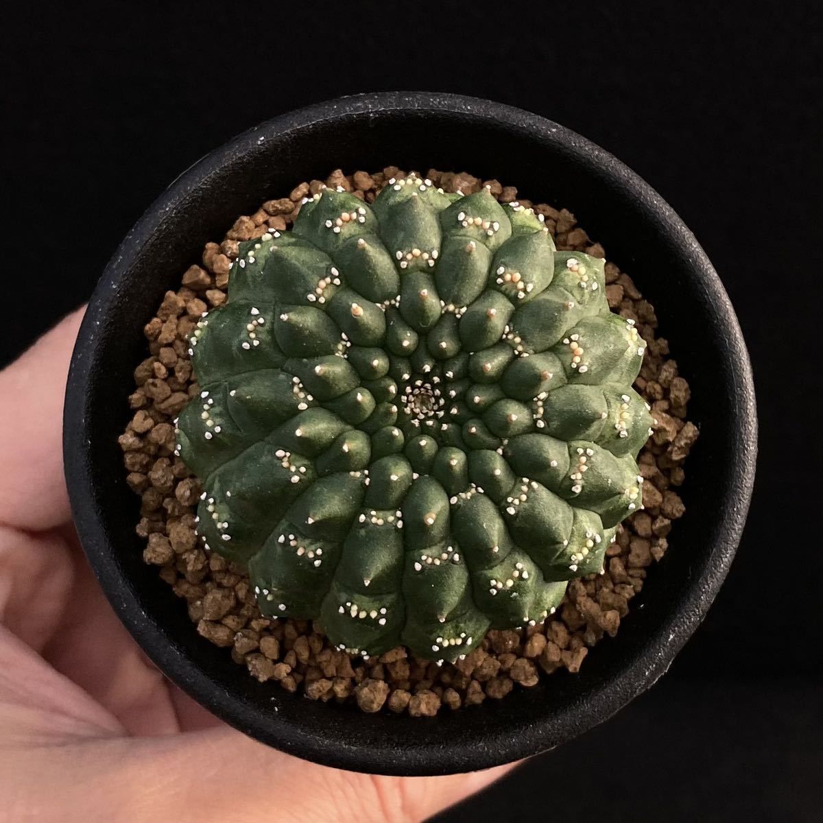 ランポー　実生　サボテン 恩塚ランポー玉 特大株 実生 サボテン サボテン42：恩塚ランポー