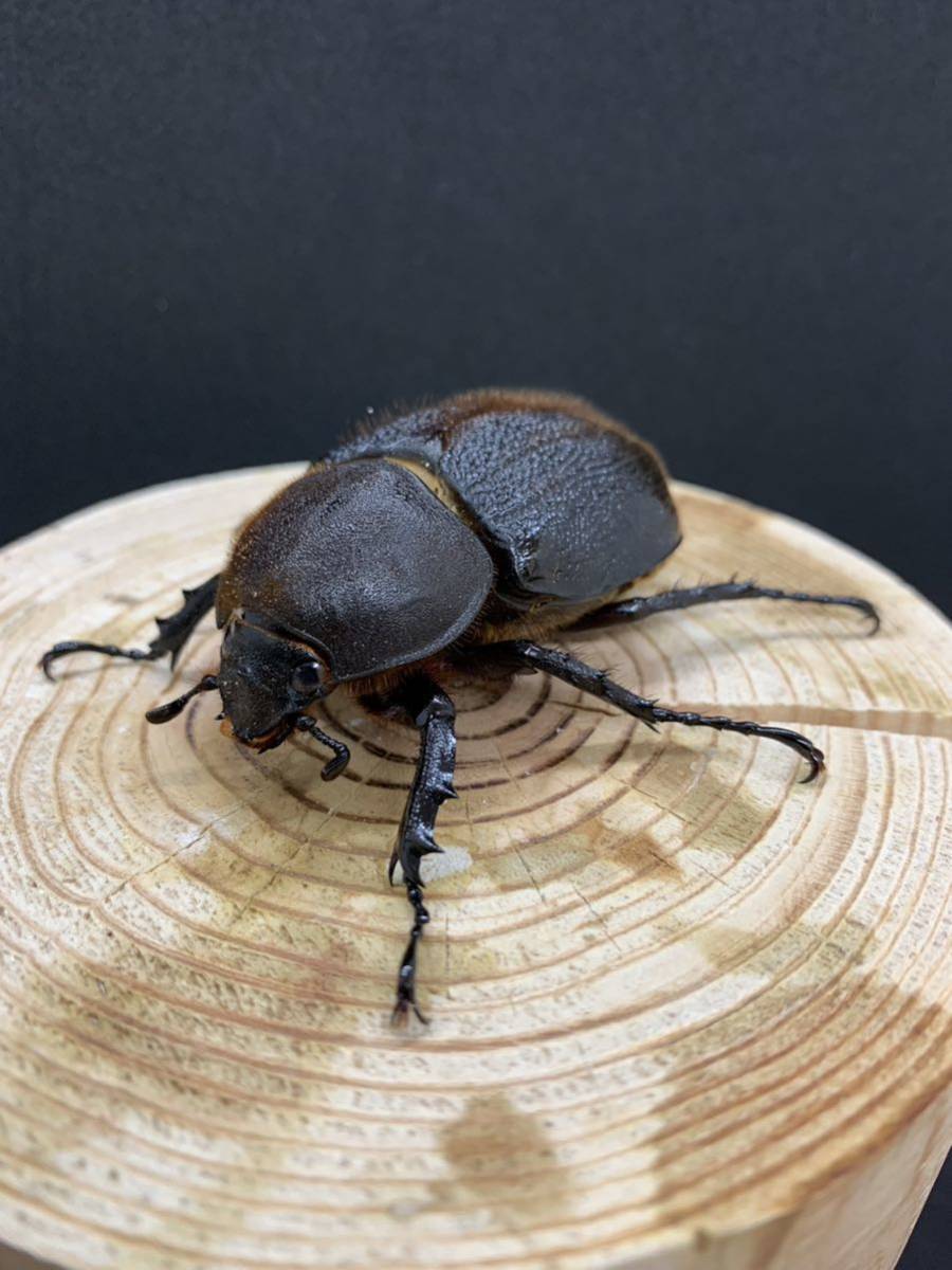 ヘラクレス・オキシデンタリス ♀ 単品 no.2