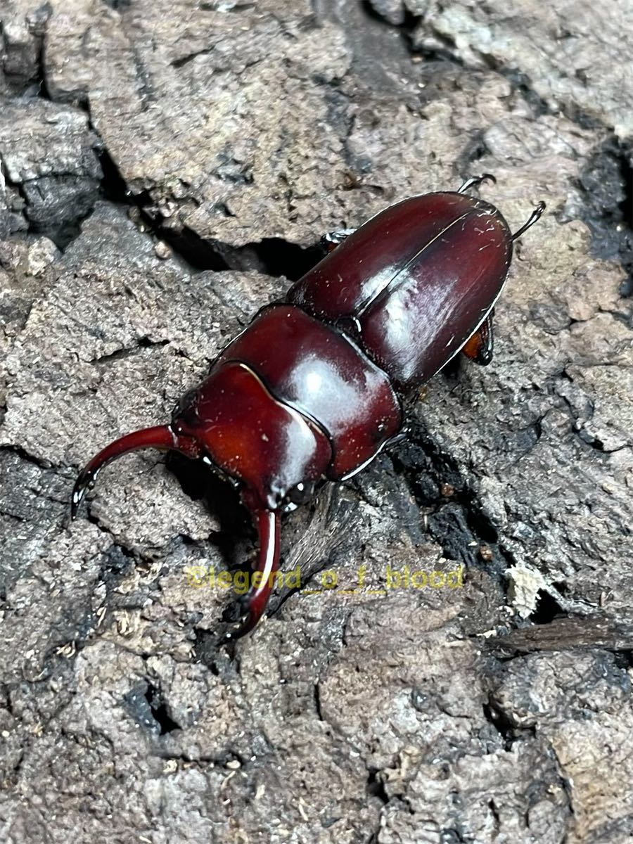 【LOB】ルフィクルスコクワ（Dorcus.ruficrus）♂30.2♀21.6ペア 