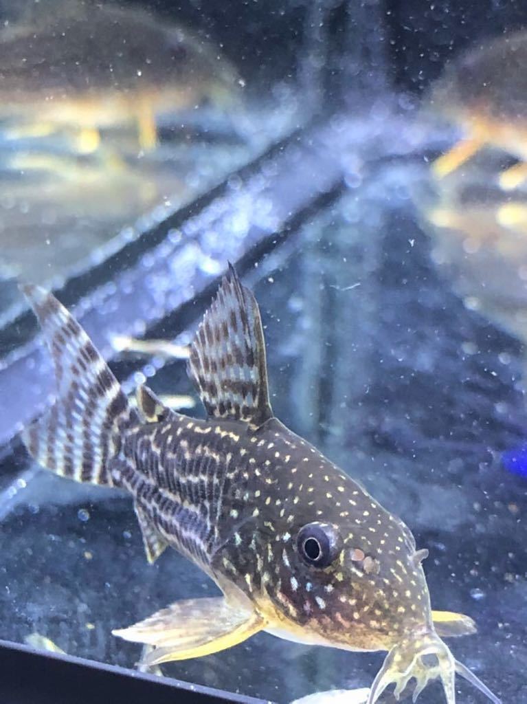 コリドラス ステルバイの値段と価格推移は 25件の売買情報を集計したコリドラス ステルバイの価格や価値の推移データを公開