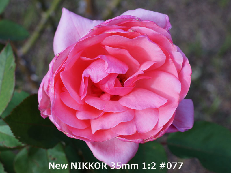 35mm ニコン NIKKOR Nikon Nikkor F2 Ai-S 公式通販 NIKON F1.4 Ai AF-S | 極美品 #E-569 FE10