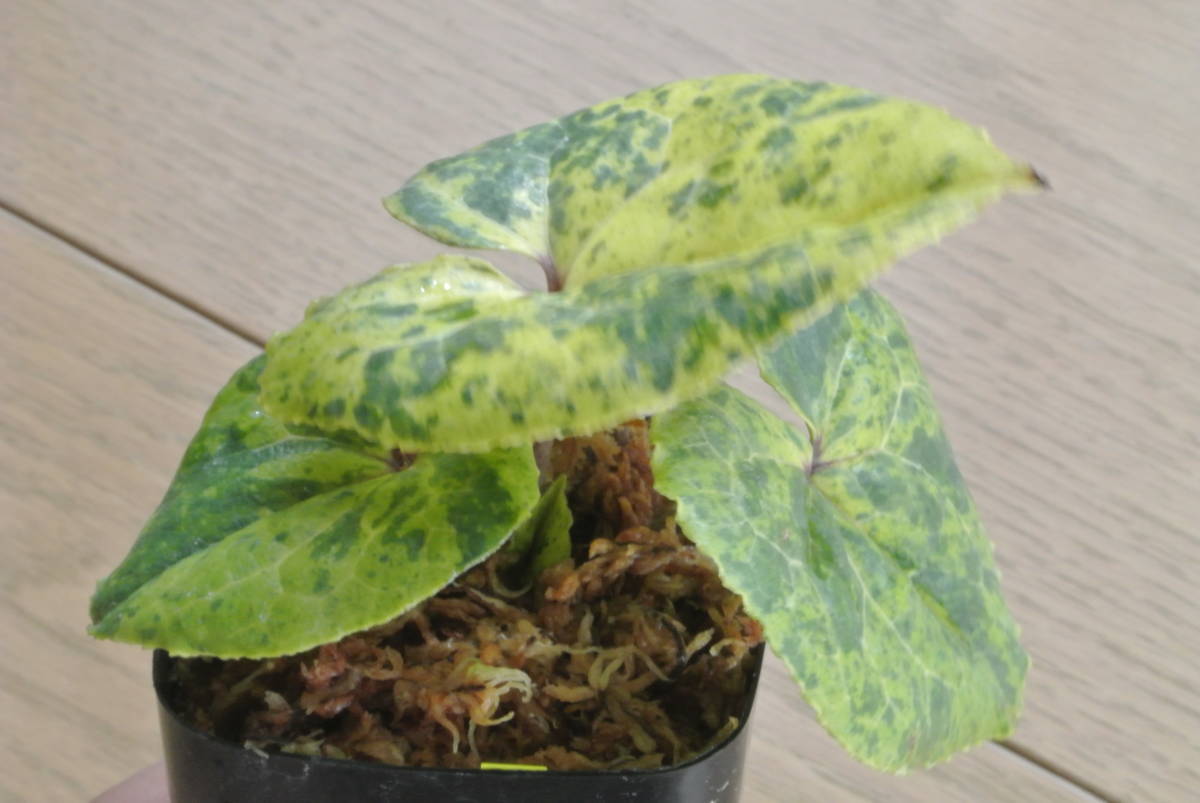 日本で買 山野草 斑入り カンアオイ 鬼寒葵 金シャチ 4枚葉 【公式通販】
