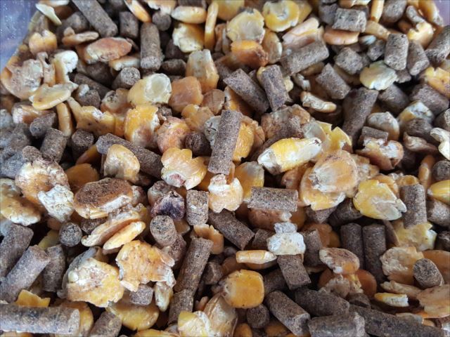 ヤギ・ヒツジなどの配合飼料（エサ）20kg 配合飼料 【公式通販】