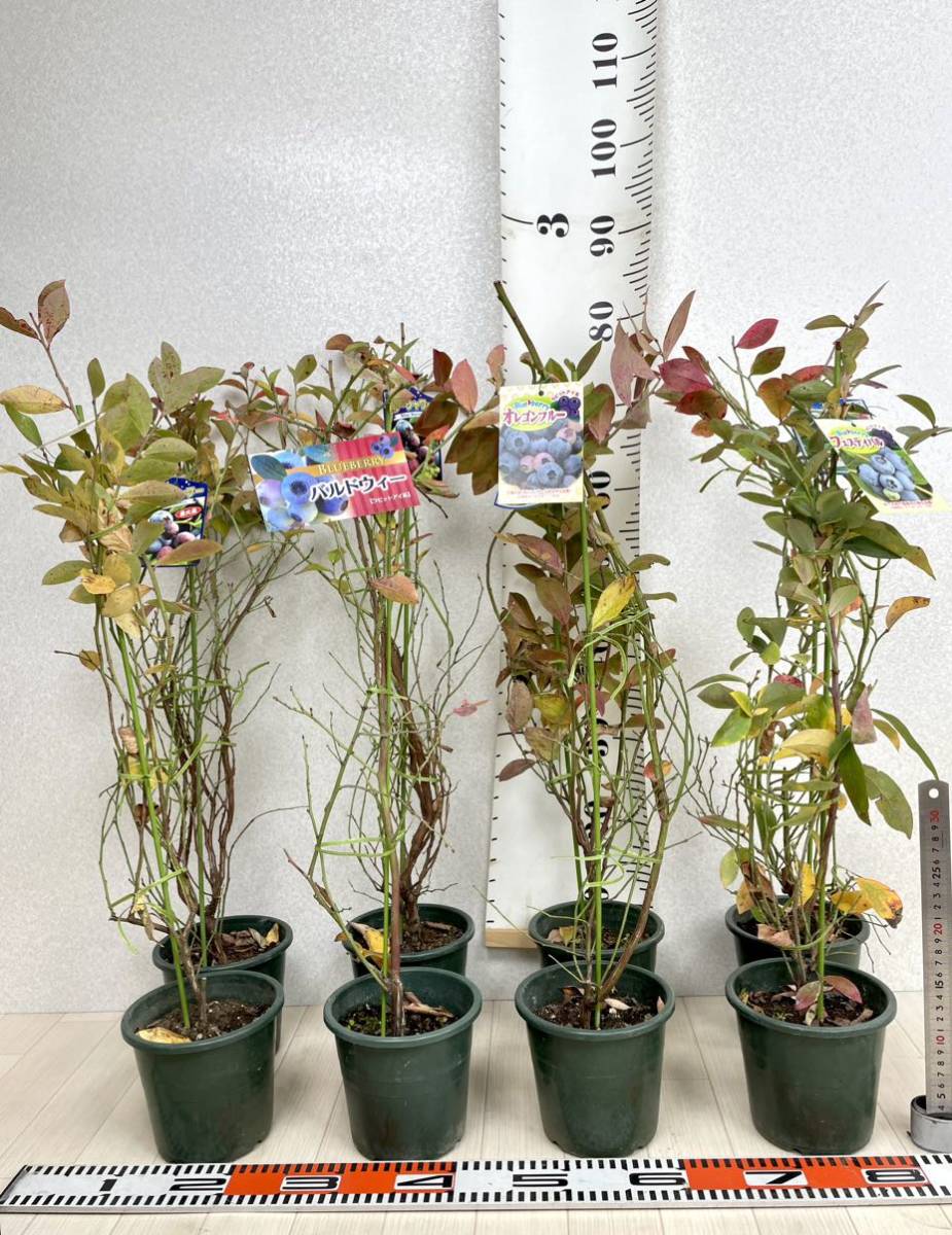 ブルーベリー苗 MIX 5号 8鉢セット 現品販売 鉢下約80cm 送料無料