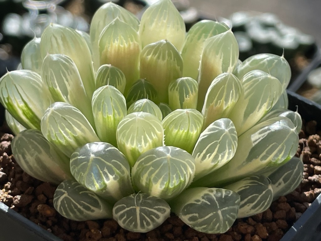 台湾ブラックオブツーサ錦 糊斑 ☆ ハオルチア ☆ 多肉植物 ハオルチア