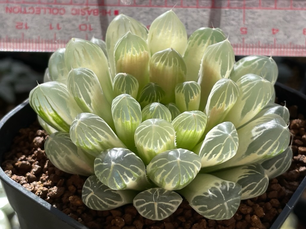 台湾ブラックオブツーサ錦 糊斑 ☆ ハオルチア ☆ 多肉植物 ハオルチア