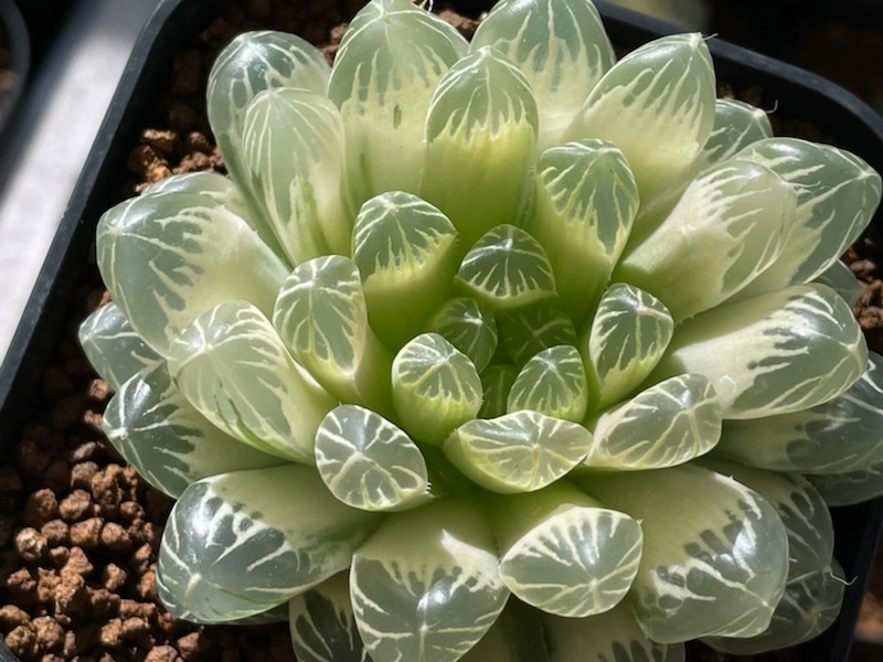 台湾ブラックオブツーサ錦 糊斑 ☆ ハオルチア ☆ 多肉植物 ハオルチア